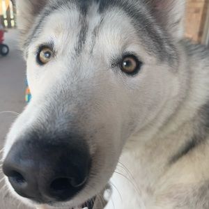 Meet your Posher, Destiny